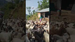 Masha Allah ❤️ Migration started from hot places to cold places #shortvideo #youtubeshorts #viral