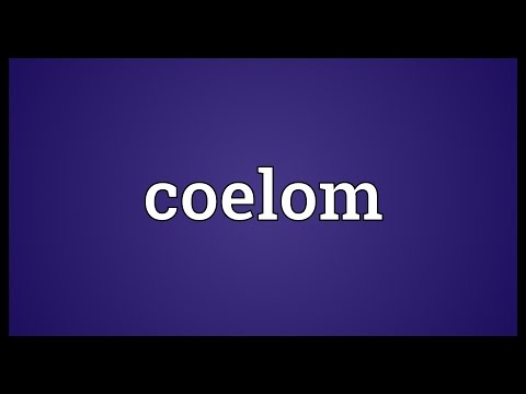 Header of coelom