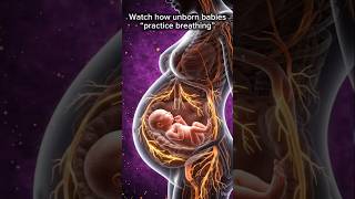 🔥 How Babies Practice Breathing Inside The Womb 🤰🫁 | Ultra Realistic 3D Animation #naturalbirth