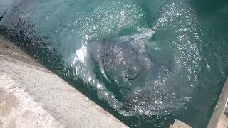 Giant Trevally feeding off the wharf in Raro.