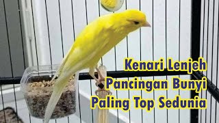 Panggilan Kenari Betina Lenjeh Top Dunia Untuk Memancing Bunyi Kenari Biar Gacor