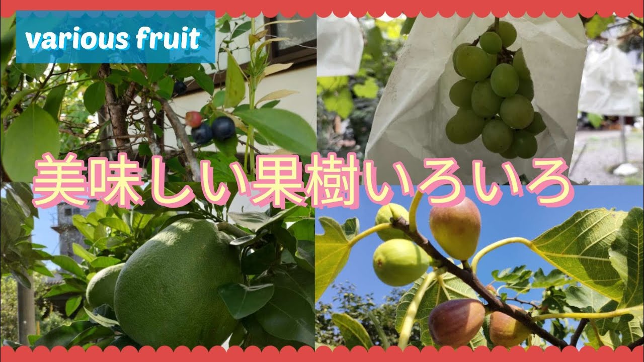 【無農薬】ほぼ植えっぱなしなのに美味しい果樹栽培#家庭菜園 - YouTube