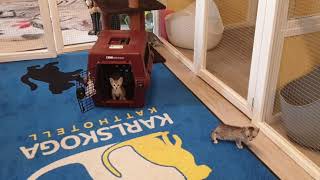 Egyptian Mau kittens by Karlskoga Katthotell & Butik 160 views 3 years ago 1 minute, 2 seconds