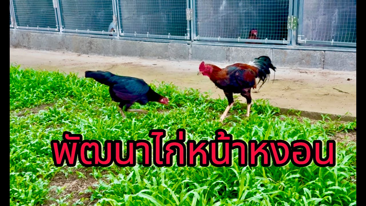 การพัฒนาไก่หน้าหงอน