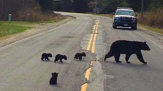 Cop pieces together the reason baby bear refuses to cross the road with its family by Did You Know Animals ? 400 views 3 months ago 3 minutes, 12 seconds