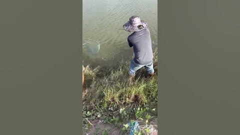 Câu lure xem có cá chẻm không và cái kết