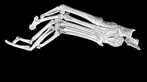 Oldest primate skeleton