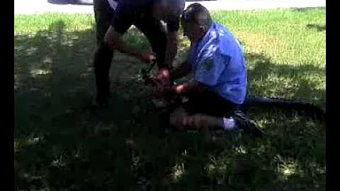 Gator sneaks through Dogie Door *ORIGINAL* Palmett...