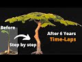 Bonsai Tree for Beginners | Royal Poinciana Bonsai | From Seed Step by Step | #Gulmohar_Bonsai