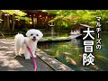 散歩中、完全にジブリの世界に迷い込んでしまいました