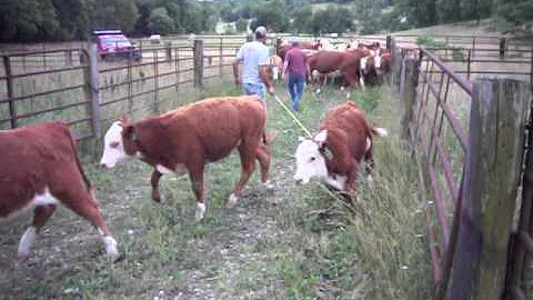 Sorting cows and calves