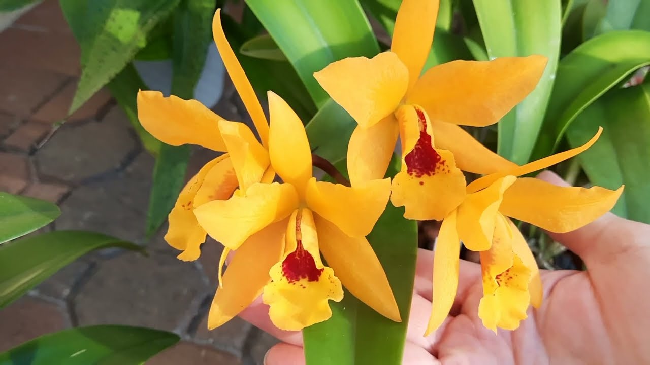 Lc. Gold Digger 'Orglades Mandarin', blooming cattleya hybrid