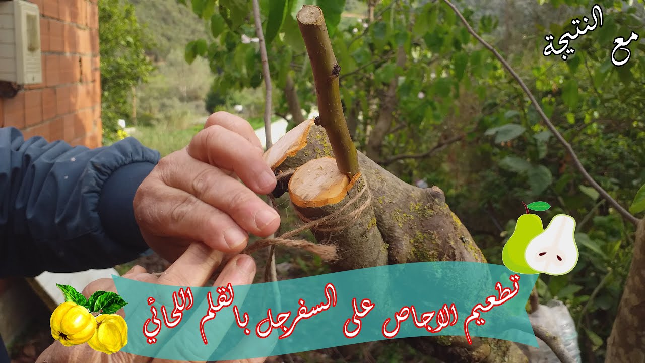 تطعيم الاجاص على السفرجل طريقة القلم اللحائي