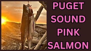 Puget Sound Pink Salmon Shore Fishing  ( 2023 Washington State )