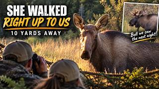 She Walked Right Up to Us | 10 Yards From an Alaska Cow Moose