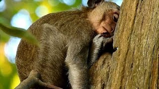 Million Million Pity on Little monkey Nanda, Poor nanda still weak and hurt on right hand