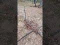 Wallaby fence.