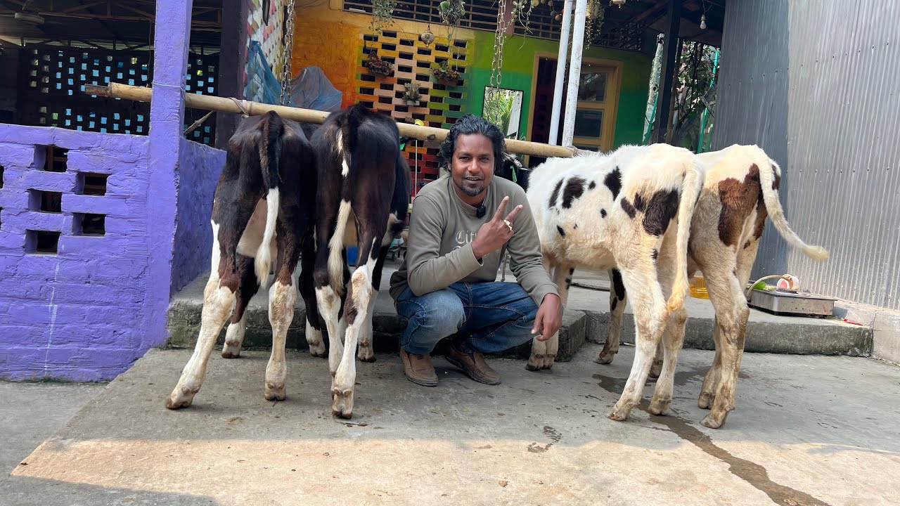 মিলিটারি ফার্মের বকনা || কৃষি চ্যানেল ||