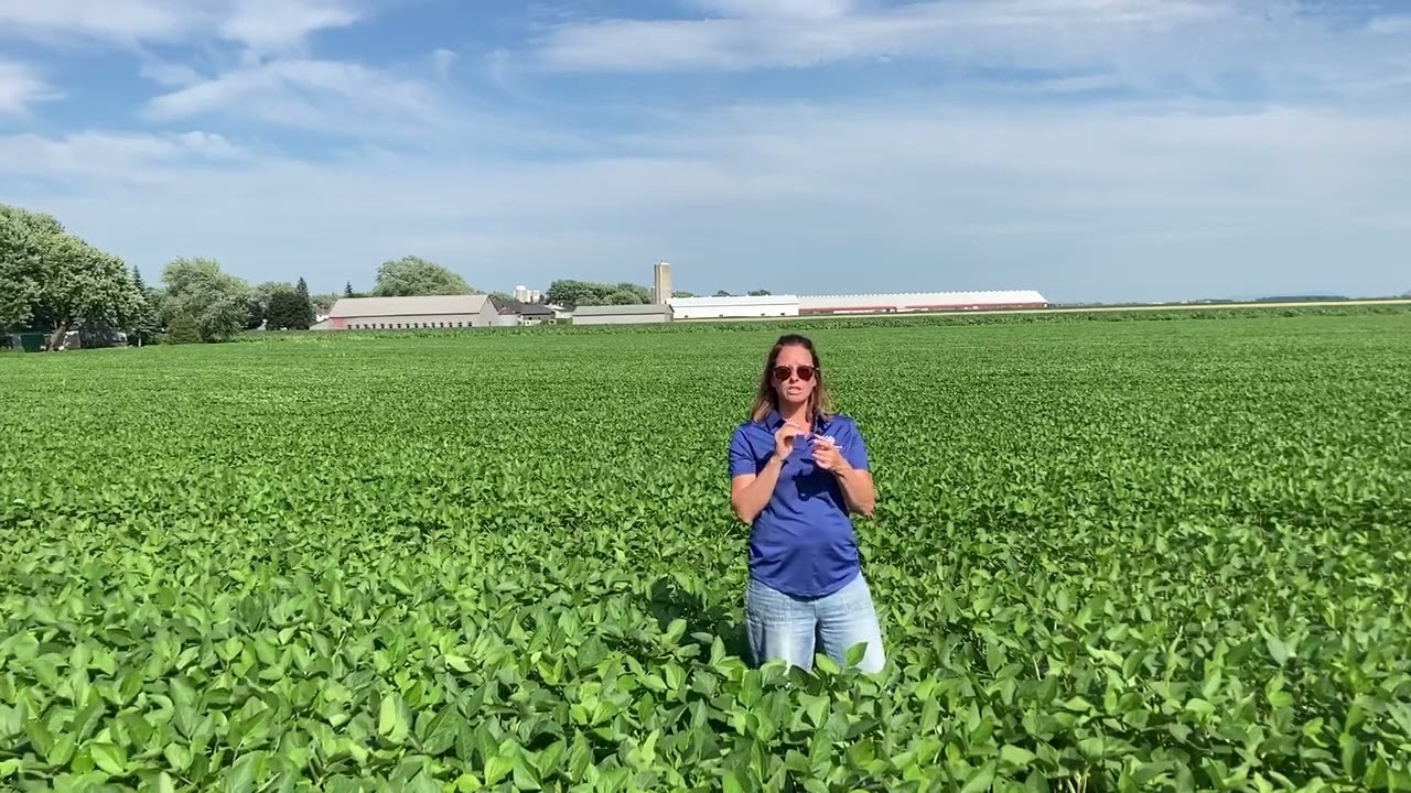 L’importance de connaître son système de culture du soya
