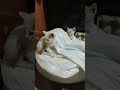 siapa yang lewat ya?