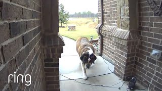 St. Bernard Lets Owner Know She Wants To Come In | RingTV