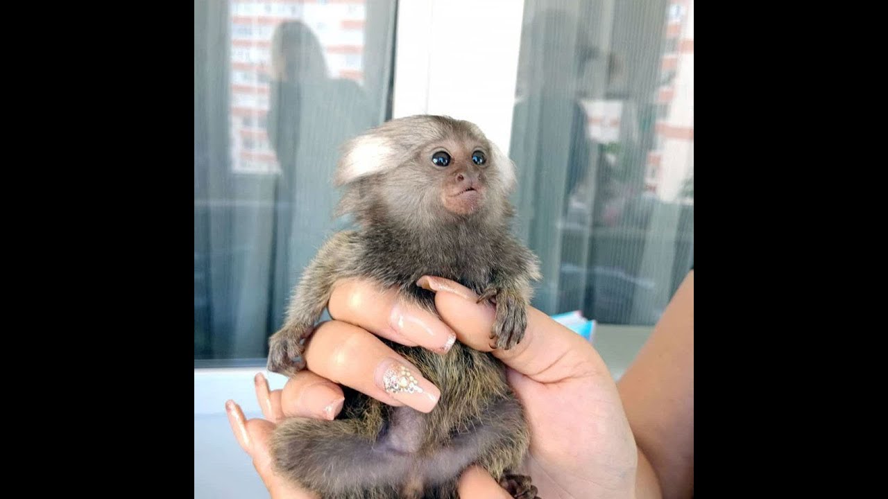 белоухая игрунка