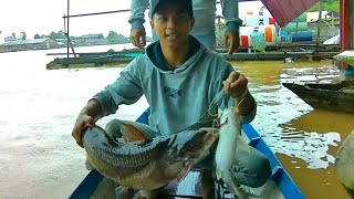 BAUNG MONSTER 5 KG - Mancing Baung Umpan Kucur sakti di sungai Kalimantan #YTKAHAYAN