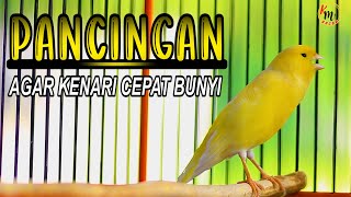 KENARI GACOR PANJANG COCOK BUAT PANCINGAN KENARI MACET AGAR CEPAT BUNYI GACOR