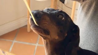 MY DOG IS A REAL PASTA LOVER ❤️ by Theo the Dachshund 2,515 views 3 days ago 2 minutes, 38 seconds