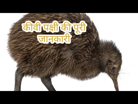 वीडियो: न्यूजीलैंड में कीवी पक्षी कहां मिलेगा