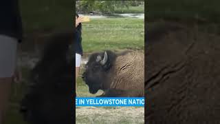 woman approaches bison for selfie in Yellowstone