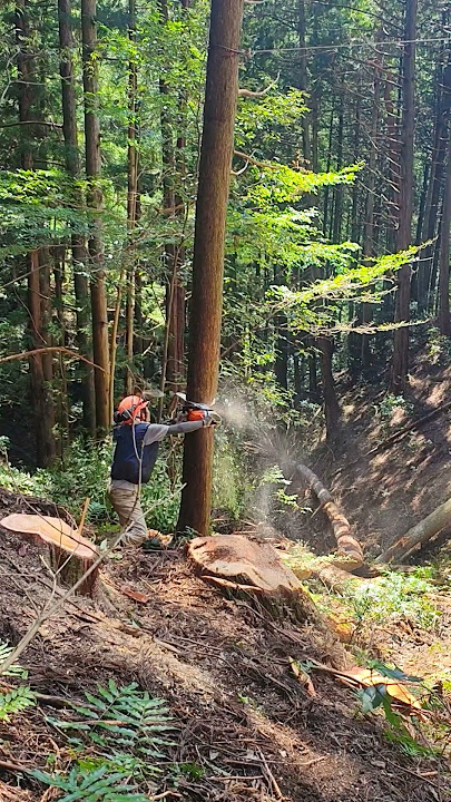 Scary felling on a.face line