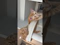 きなときこ 癒し