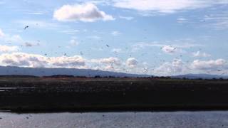 Birds over the SF Bay, Mountain View, CA