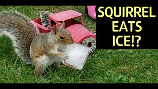 Squirrel eats ice!? / 얼음먹는 다람쥐!?