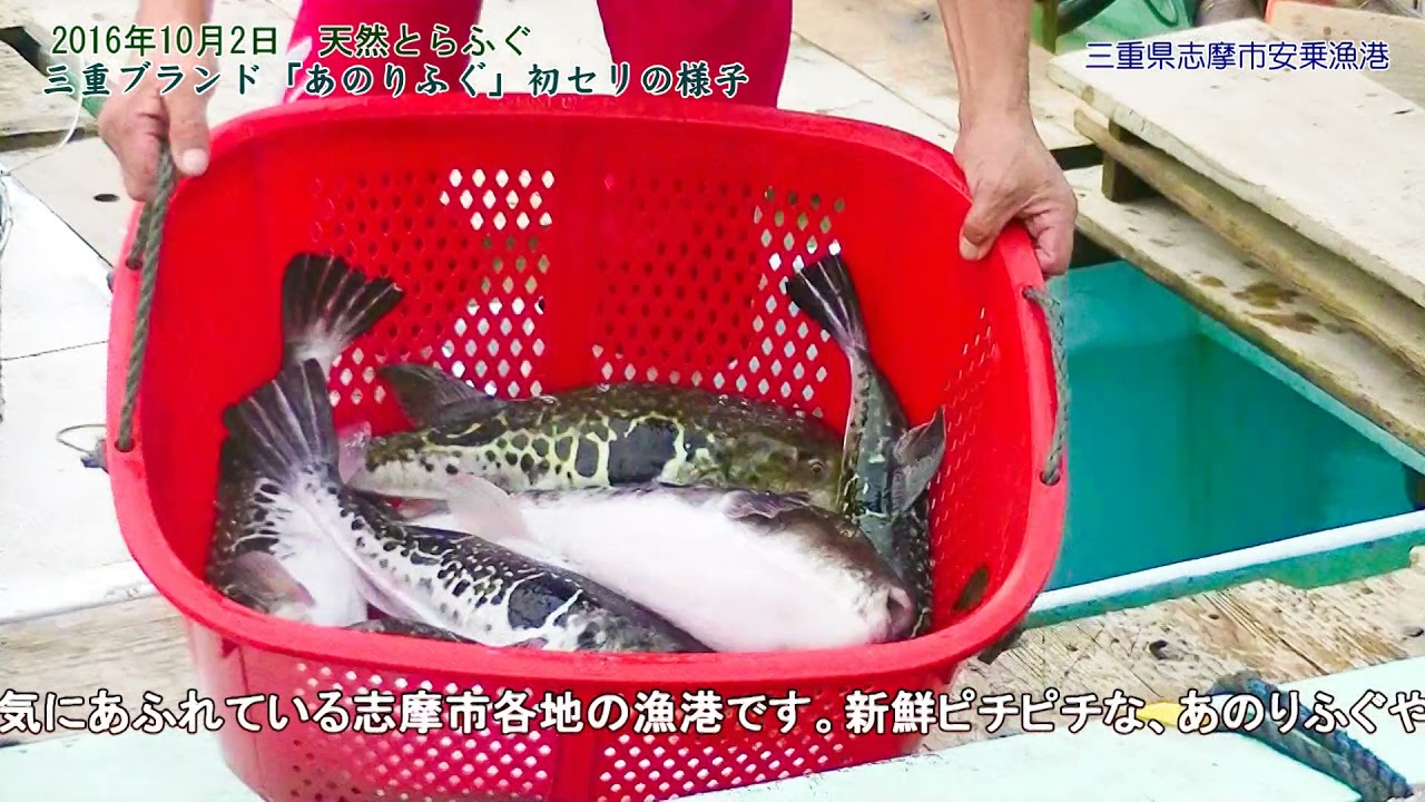 三重ブランド天然とらふぐ あのりふぐが食べれる宿 伊勢志摩鳥羽の観光情報 宿泊施設 飲食店 特産品 情報ガイド