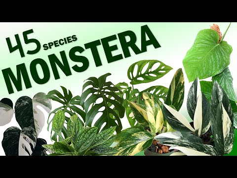 Video: Monstera Gourmet (15 Mga Larawan): Mga Tampok Ng Species. Paano Ang Kaakit-akit Na Prutas Ng Monstera? Mga Tampok Ng Pagtatanim At Pangangalaga Sa Bahay