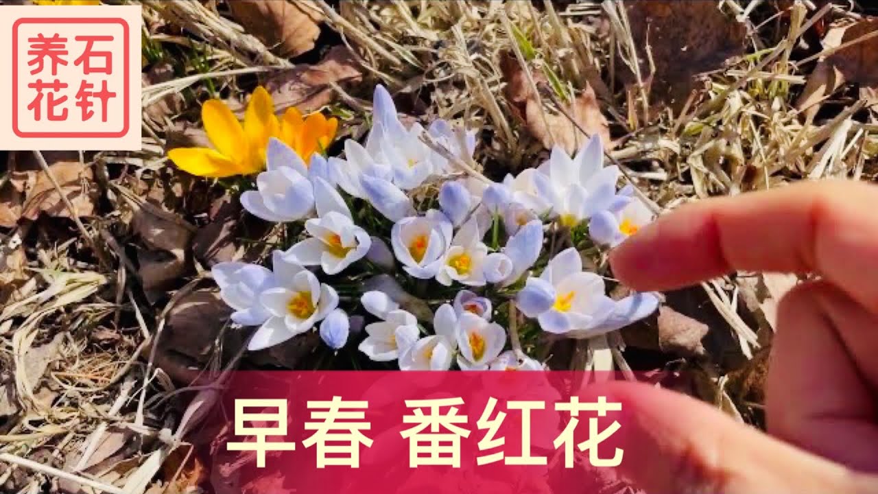 番红花 早春颜色最艳丽的小花crocus Youtube