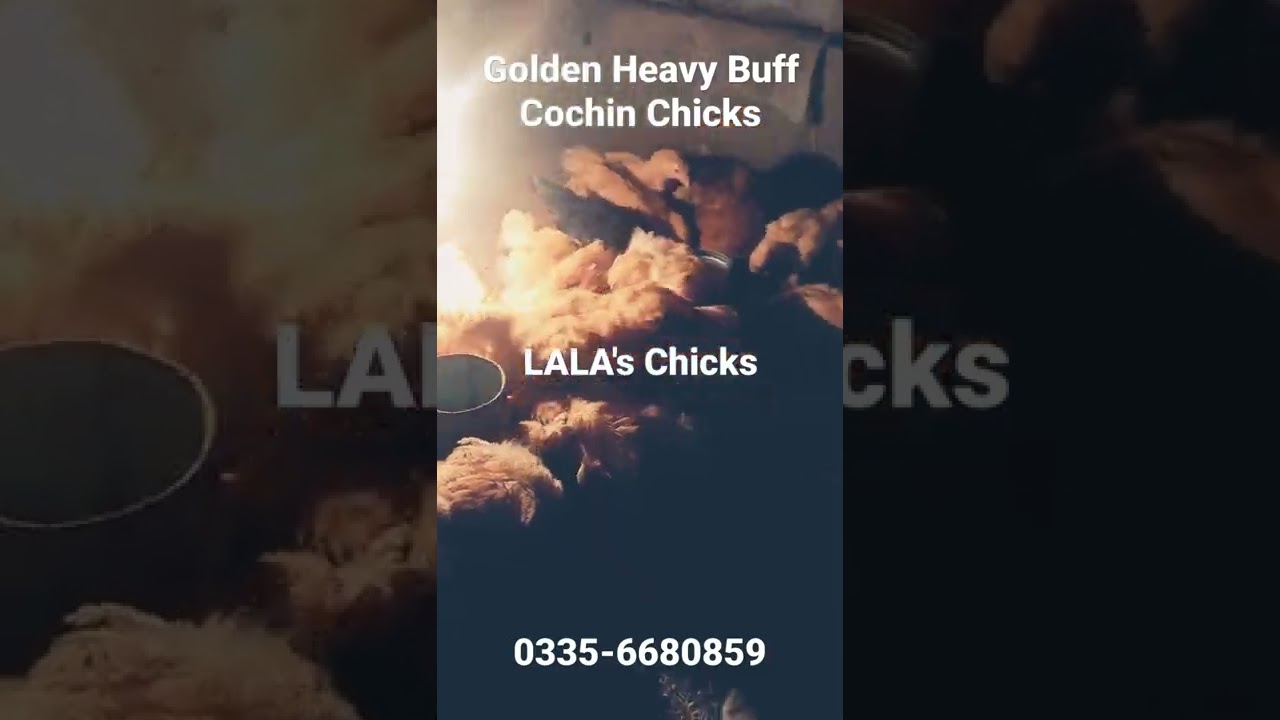 Golden Heavy Buff Cochin Chicks,