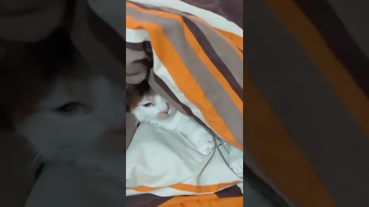 Bayan Tiger kedi bulu😻💖😻 YouTube