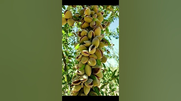 Beautiful Pistachio tree #youtubeshorts #pistachio #tree