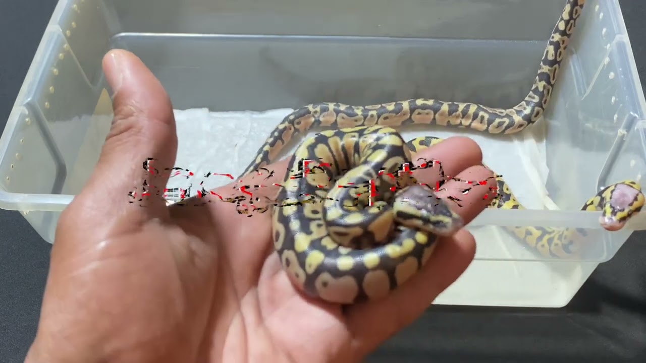 Before First Shed - Enchi Pastel DH Criptic DG X Enchi Pastel DG 100% Het Clown - Ball Python egg 25