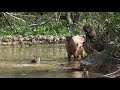 カピバラ家族とクモザルのハル(capybara family and spider monkey)