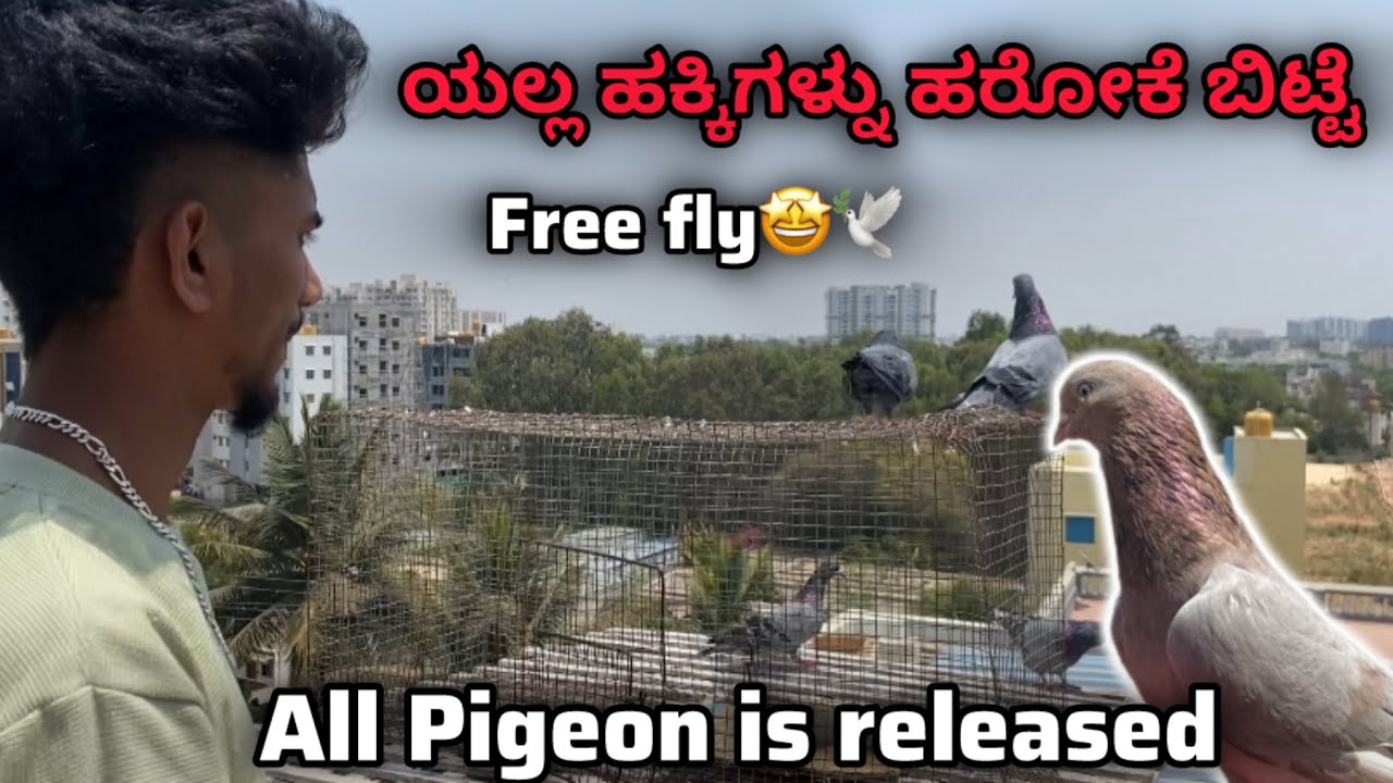 ಹೊಸ ಹಕ್ಕಿಗಳ್ನ ಹಾರೊಕೆ ಬಿಟ್ಟೆ ನೋಡಿ ಏನ್ ಮಾಡ್ತಿದವಂಥ ||Prince loft|| free, fly of new pigeons in Kannada