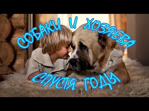 Видео: Собаки и хозяева спустя годы - ОКЕАН ФАКТОВ