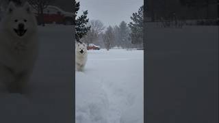 Big dog loves snow