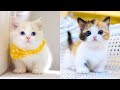 Baby Cats - Cute and Funny Cat Videos Compilation #15 | Aww Animals