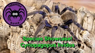 Species Showcase, Cyriopagopus Lividus
