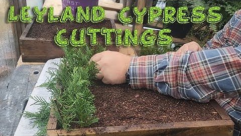 Taking Leyland Cypress Cuttings in the Nursery