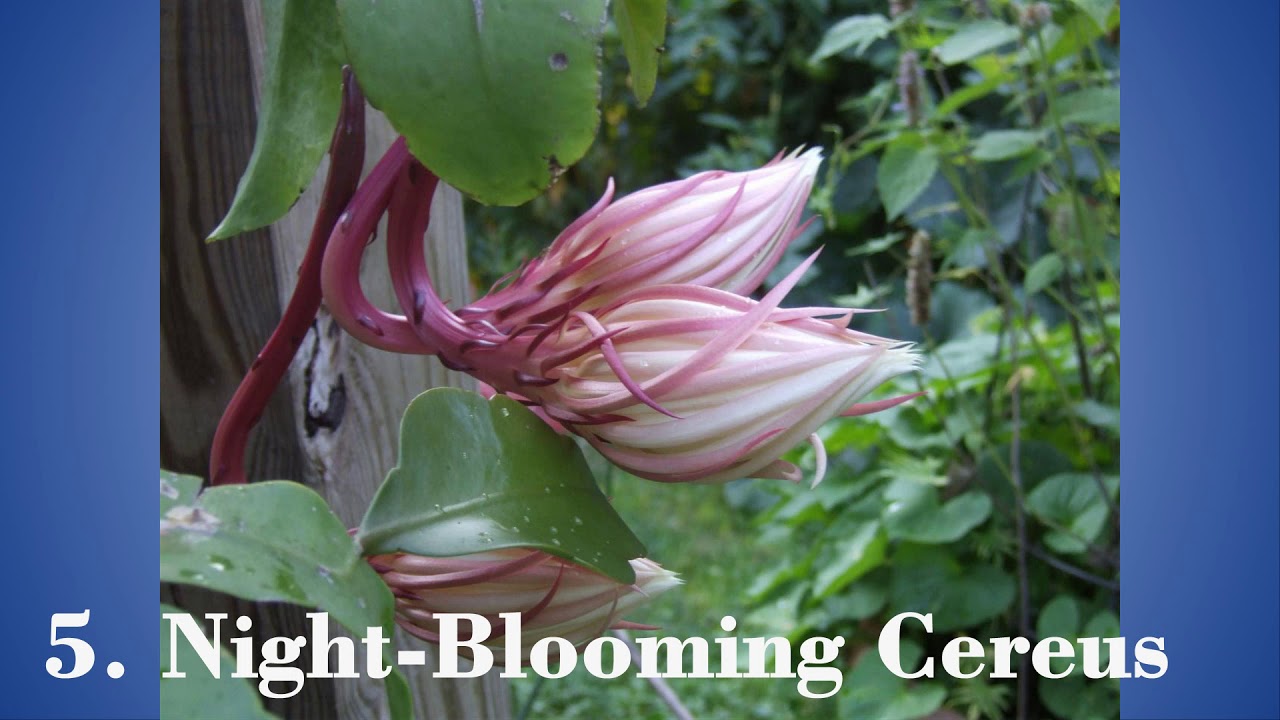 10 Flowers That Bloom at Night YouTube